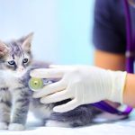 A Career as a Veterinarian