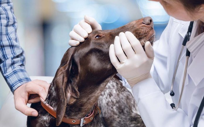 Pets as a Career Option? Sign Me Up! Pets as a Career Option? Sign Me Up!