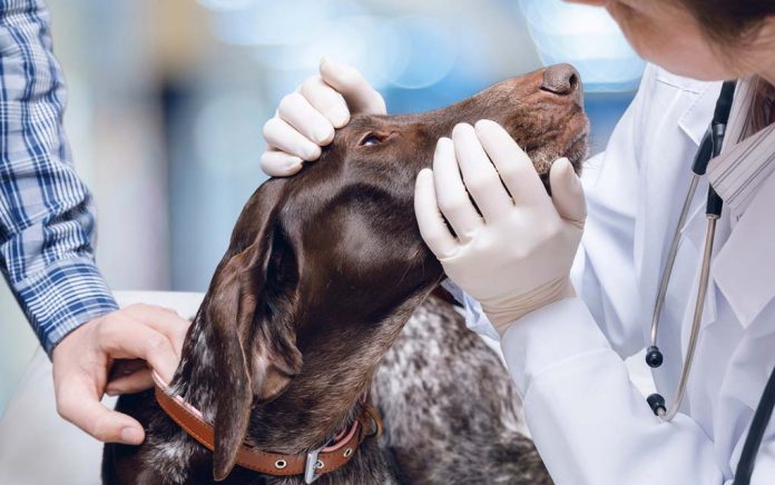 Pets as a Career Option? Sign Me Up!