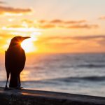 How to Be the Early Bird Who Gets the Worm