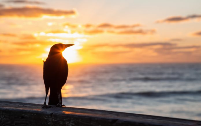 How to Be the Early Bird Who Gets the Worm to Be the Early Bird Who Gets the Worm How to Be the Early Bird Who Gets the Worm